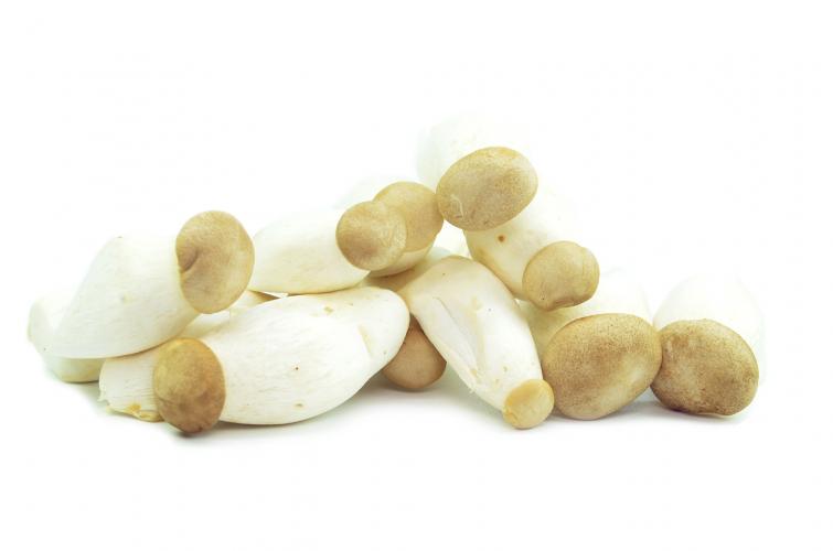 Mini king oyster mushroom