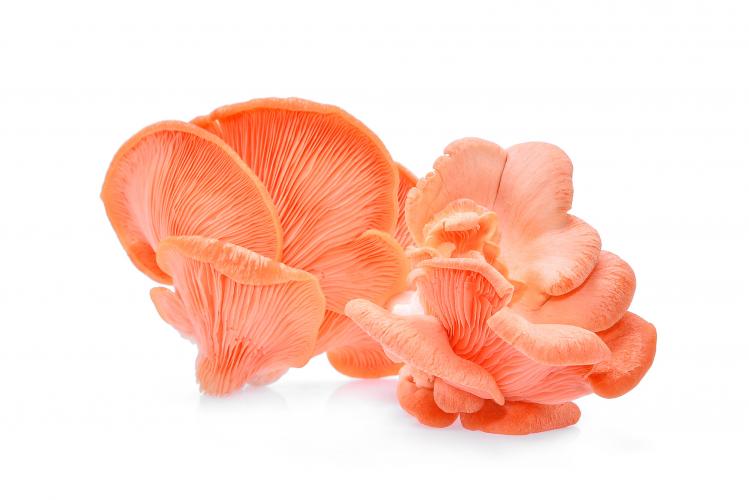 Pink oyster mushroom