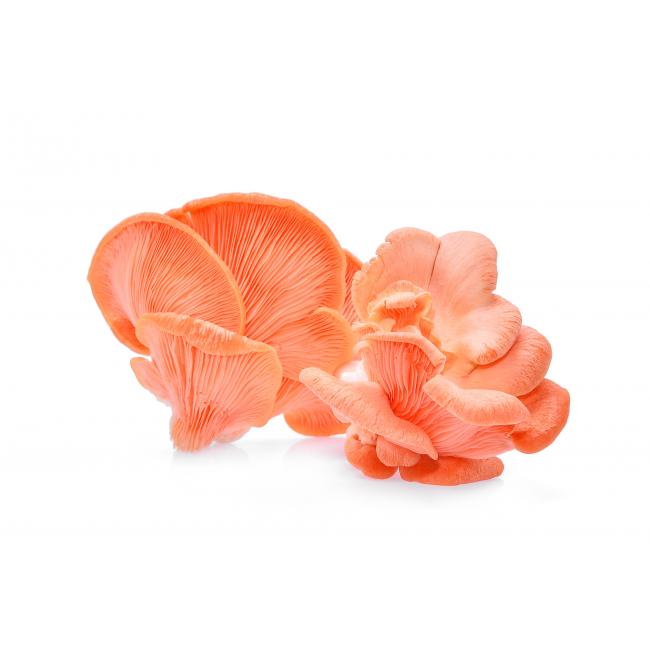 Pink oyster mushroom