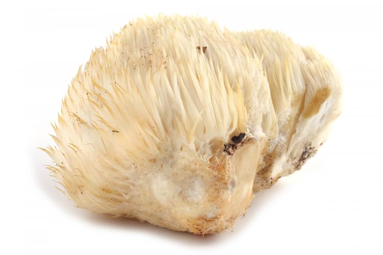 Lion’s mane mushroom (pom pom blanc)