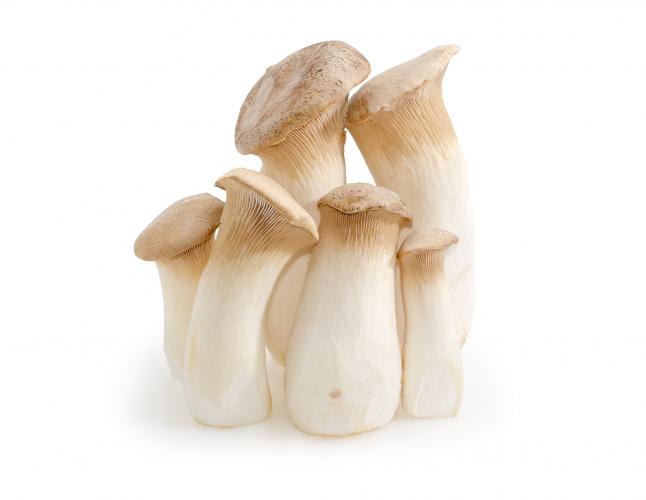 King oyster myshroom