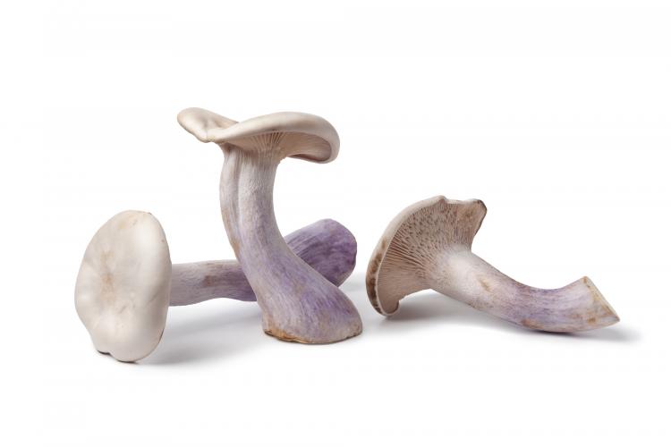 Wood blewit mushroom (pied bleu)