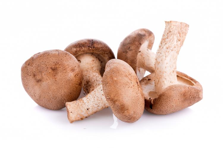 Shiitake
