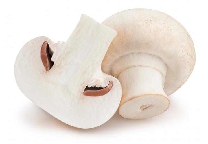 White mushroom