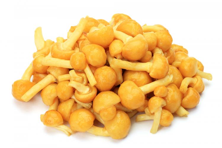 Viscid mushroom (Nameko)
