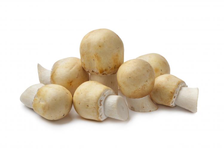 Horse mushroom