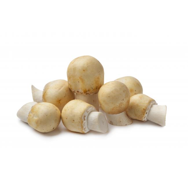 Horse mushroom