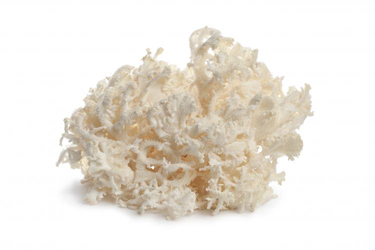 White coral mushroom