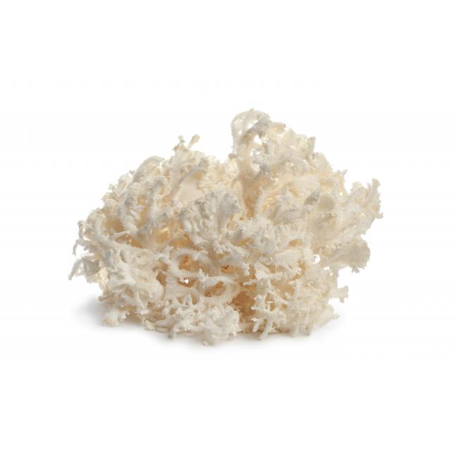White coral mushroom
