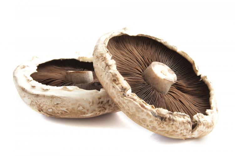 White portobello