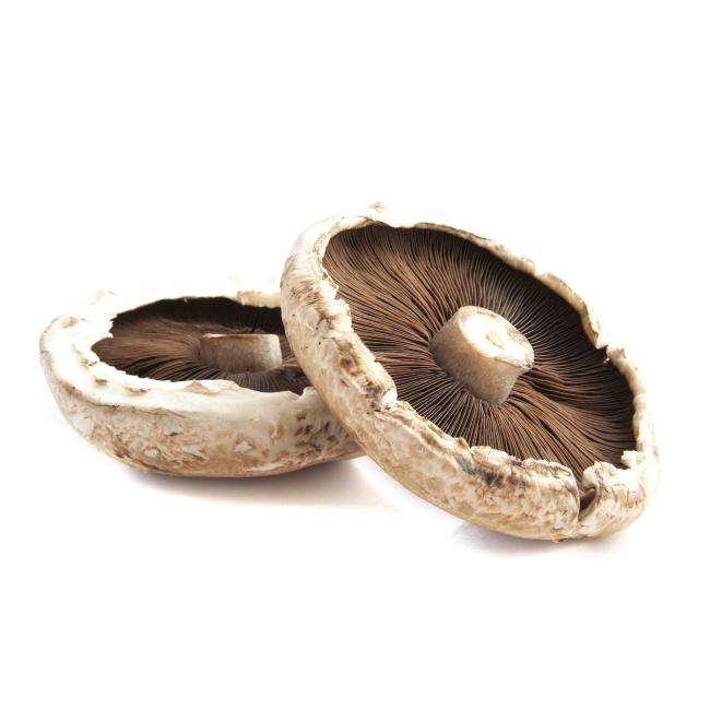 White portobello