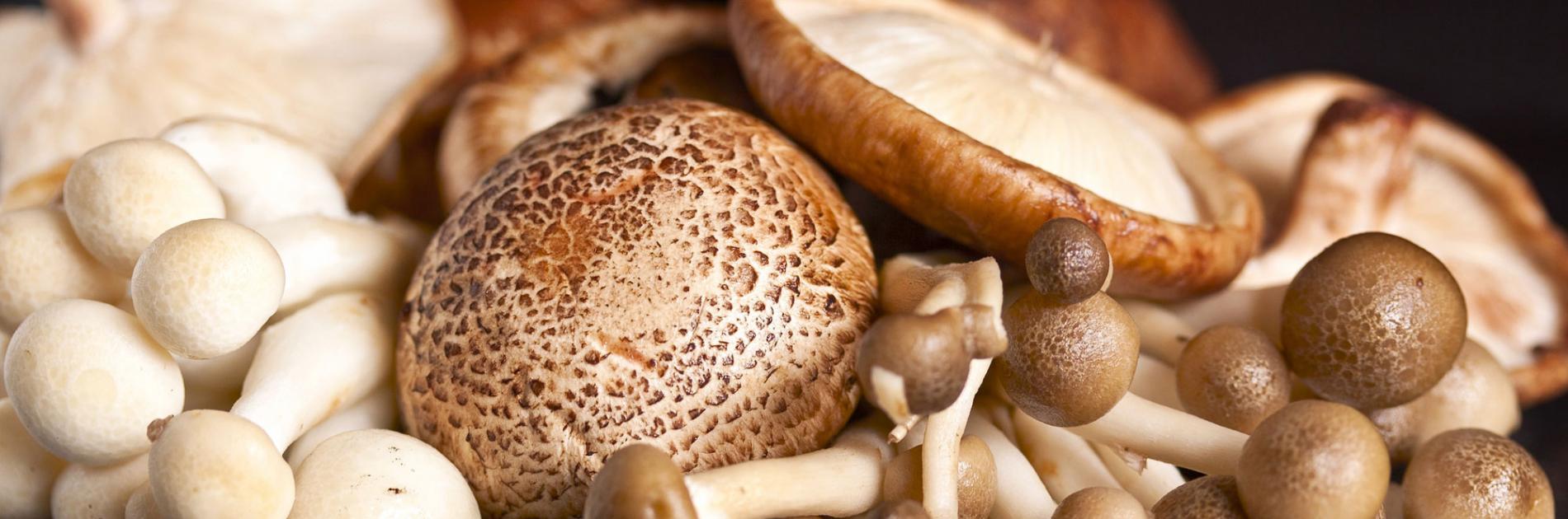 Shiitake