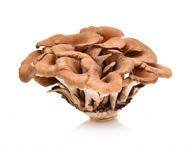 Ram’s Head mushroom (Maitake)