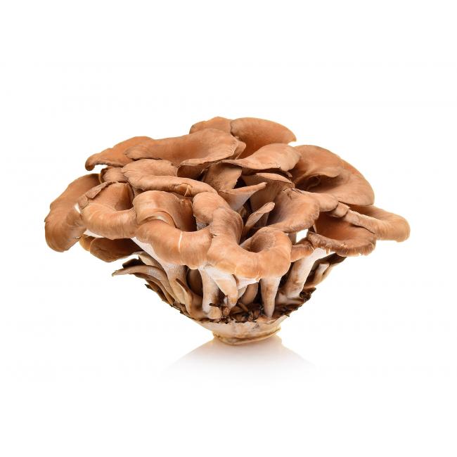 Ram’s Head mushroom (Maitake)