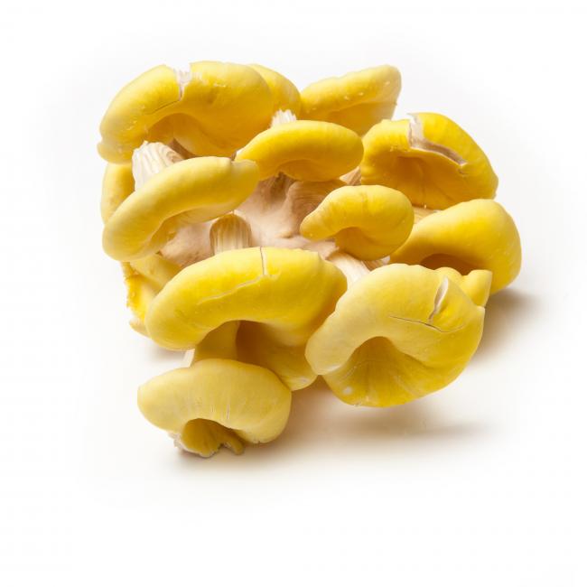 Yellow oyster mushroom
