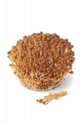 Golden enoki mushroom