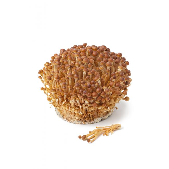 Golden enoki mushroom