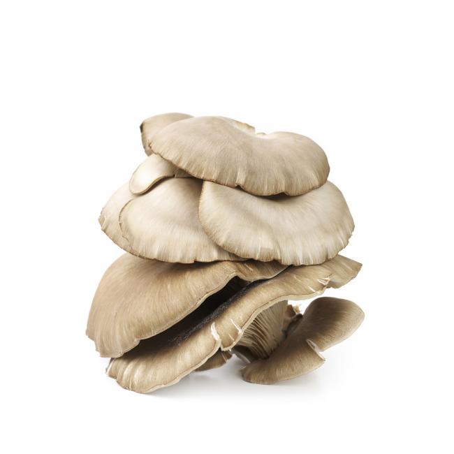 Grey oyster mushroom
