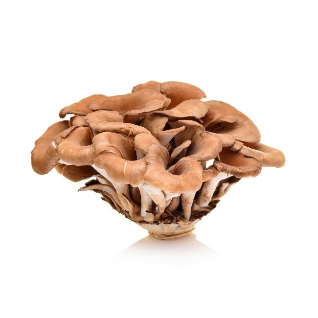 Ram’s Head mushroom (Maitake)