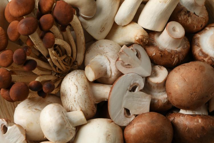 Vitamine D mushrooms