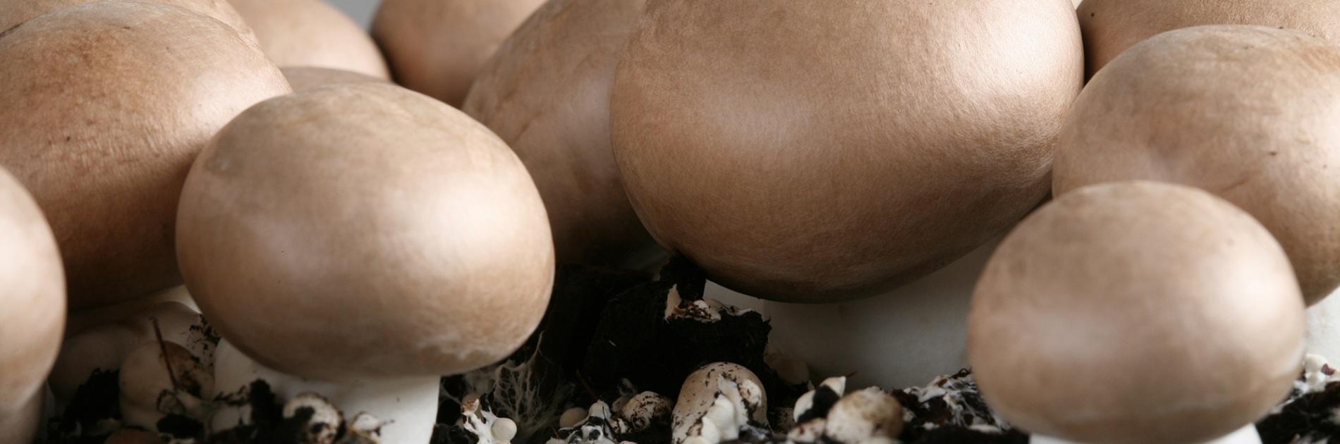 Additional vitamin D in Limax mushrooms