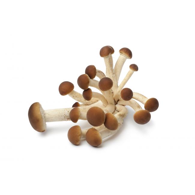 Poplar mushroom (Pioppino)